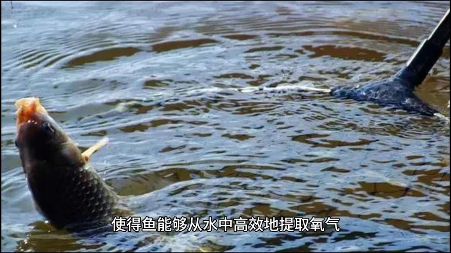 鱼在水里也需要氧气？蚂蚁庄园趣味科普知识