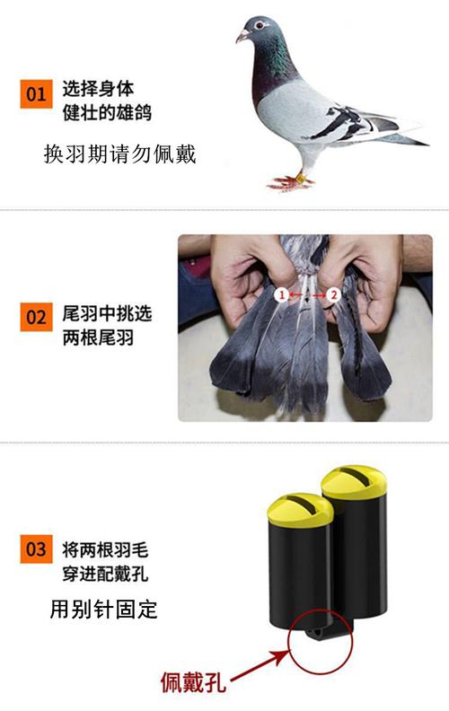 轻松学会鸽子哨的佩戴方法和技巧