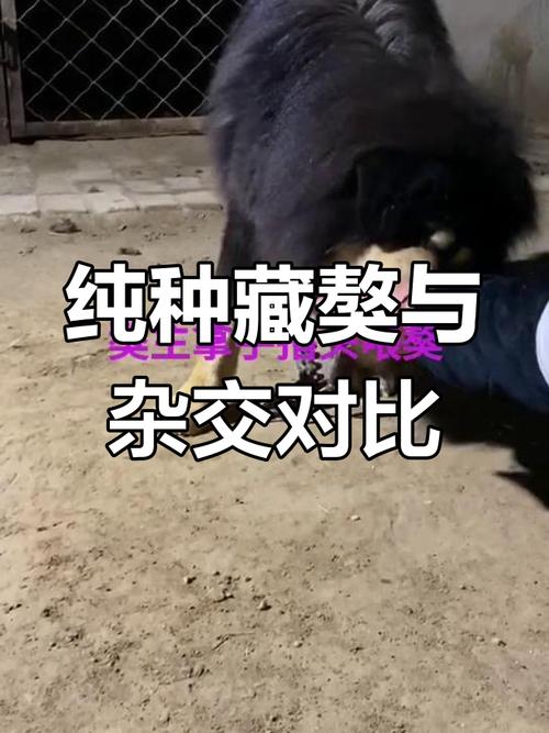 藏獒咬小女孩！谁来守护孩子安全？