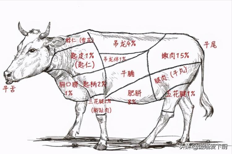 肥牛和牛尾的区别是什么？别再点错了！