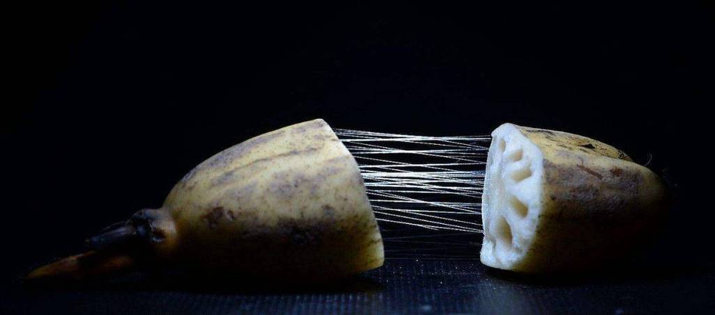 你知道藕断丝连的丝是做什么的吗？