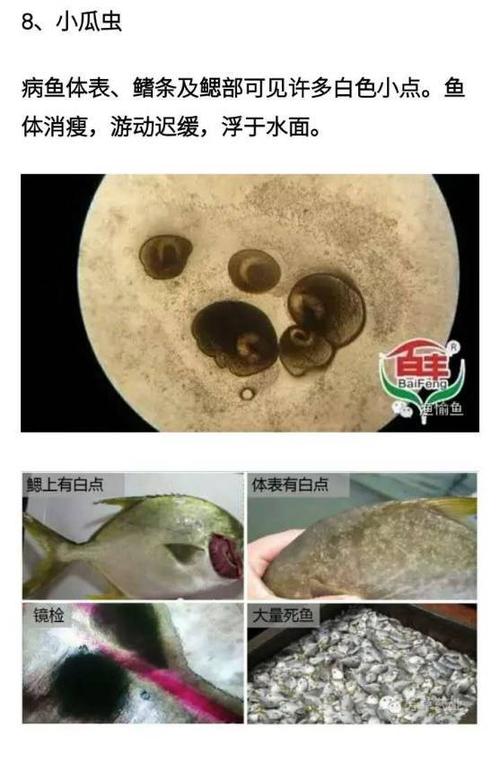 寄生虫下载怎么操作？新手也能快速学会！