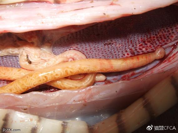 寄生虫下载怎么操作？新手也能快速学会！
