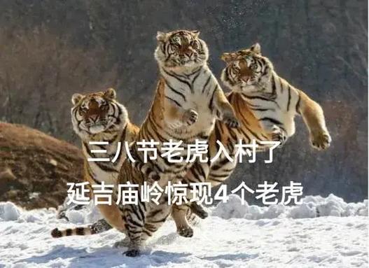 糖百虎是真的吗？揭秘糖百虎背后的真相！