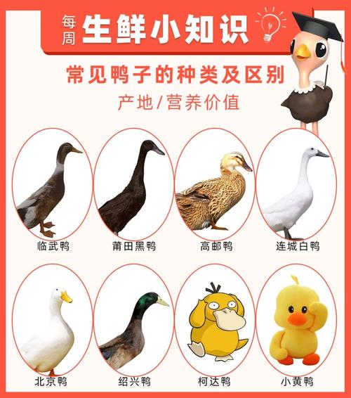 疯狂合体鸭怎么合成高级鸭子？详细教程来了！