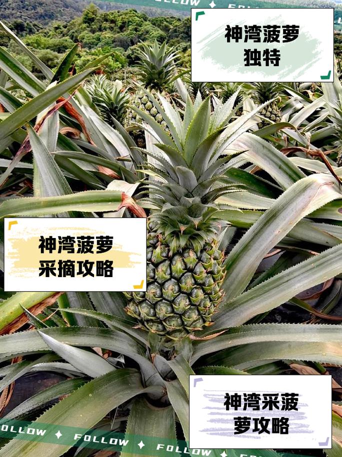 大菠萝3职业选哪个好？平民玩家推荐这几个！