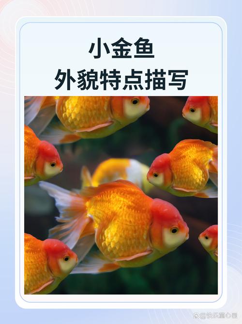 想知道漂亮的金鱼怎么来的吗？答案让人吃惊！