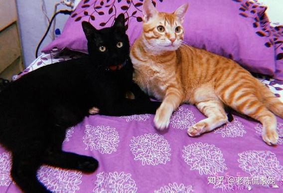 黑猫任务有哪些技巧？高手分享实用经验！