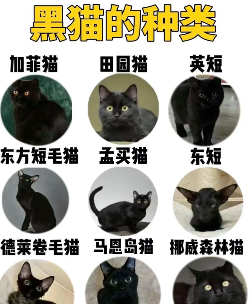 黑猫任务有哪些技巧？高手分享实用经验！
