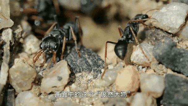 想玩蚂蚁世界？这些常见问题解答你一定需要！