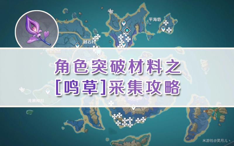 鸣草在哪里买？鸣草购买地点和价格看这里！
