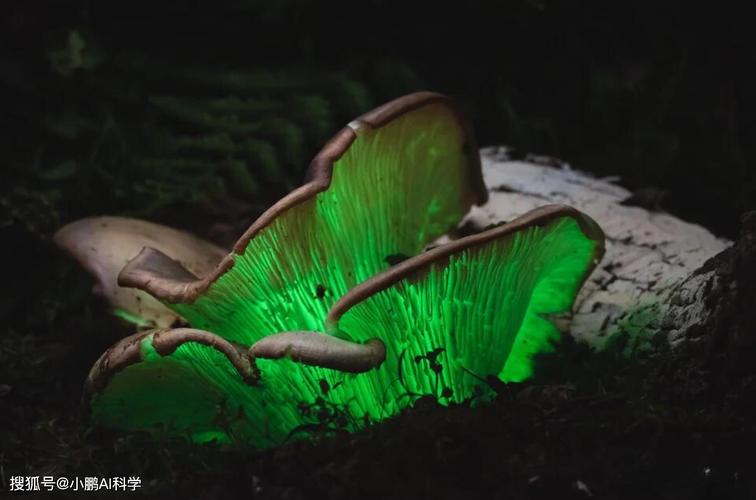 幽灵菇长什么样？一起来看看它的真面目！