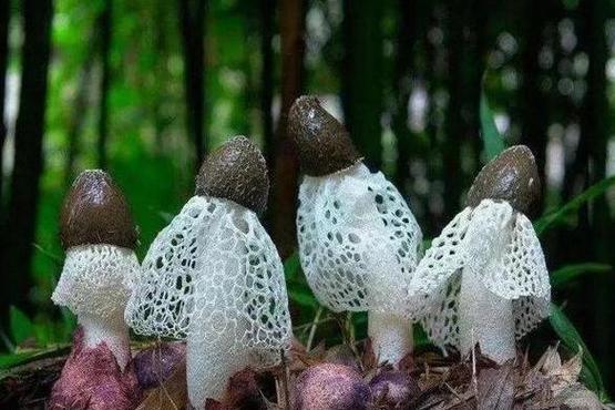 幽灵菇长什么样？一起来看看它的真面目！