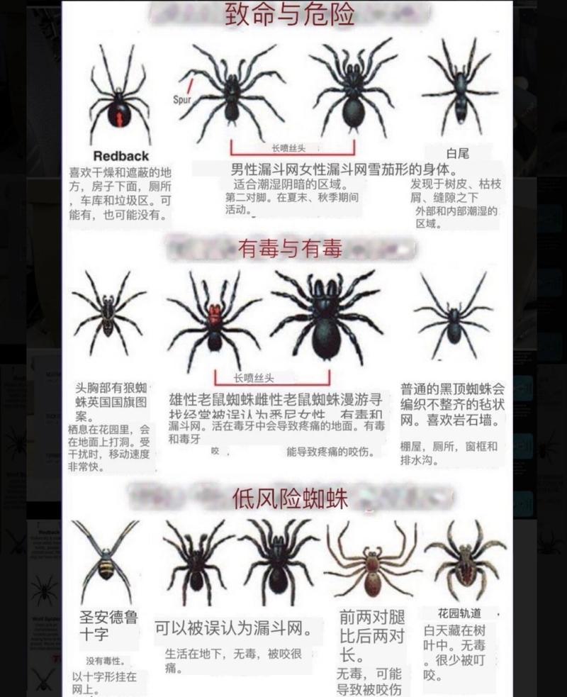 区区蜘蛛？教你几招轻松应对魔兽世界难题！