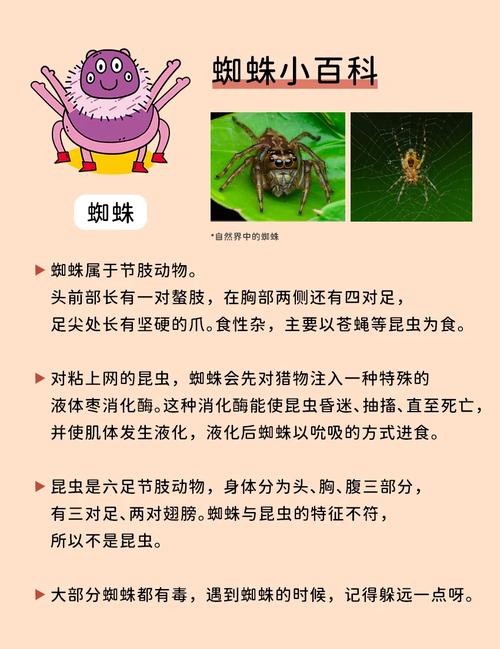 区区蜘蛛？教你几招轻松应对魔兽世界难题！