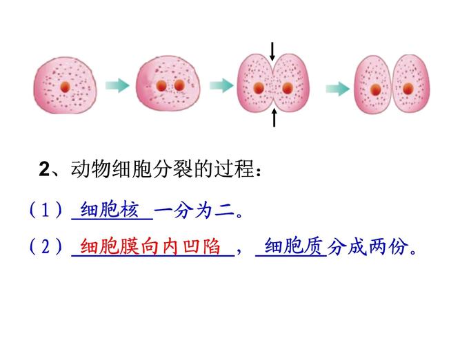 细胞分裂1和细胞分裂2有什么区别？哪个更好玩？