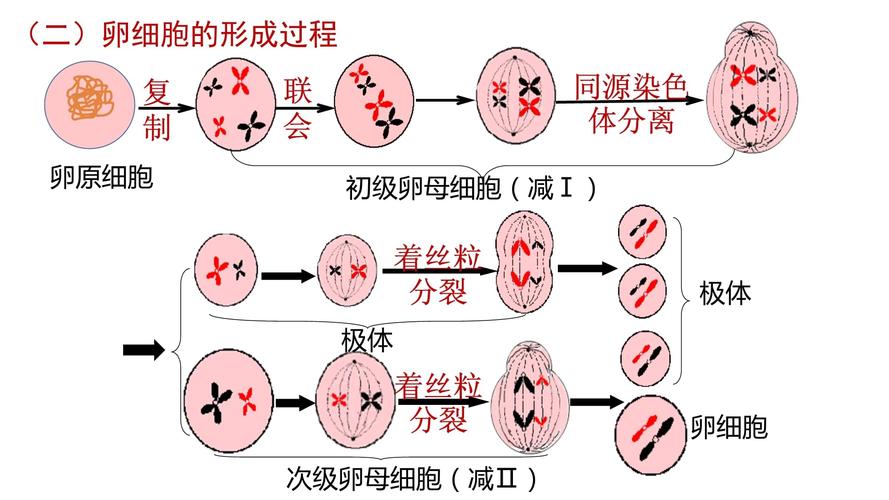 细胞分裂1和细胞分裂2有什么区别？哪个更好玩？