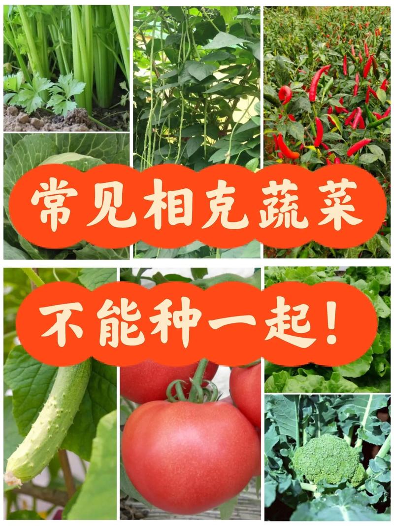 现在农场种蔬菜赚钱靠谱吗？看完这篇你就懂了！