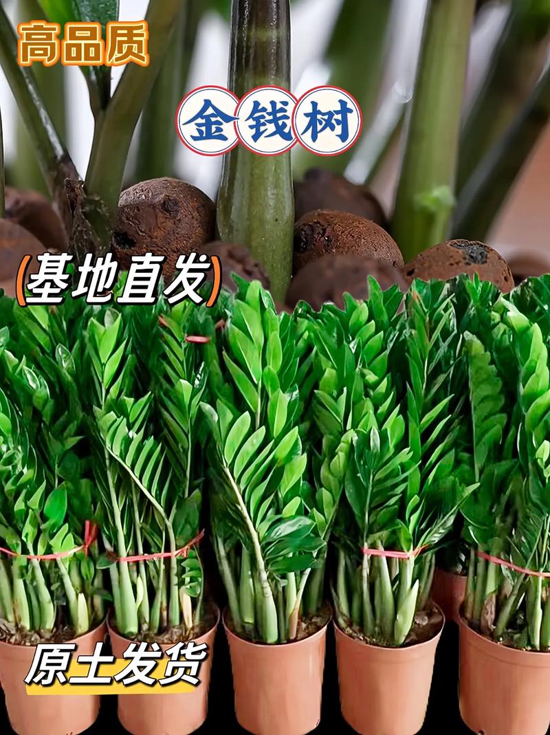 摇钱树怎么种？从选盆到养护的全面指南！