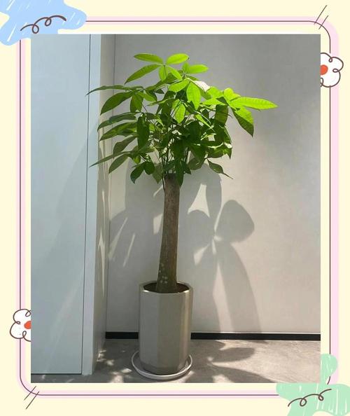 摇钱树怎么种？从选盆到养护的全面指南！