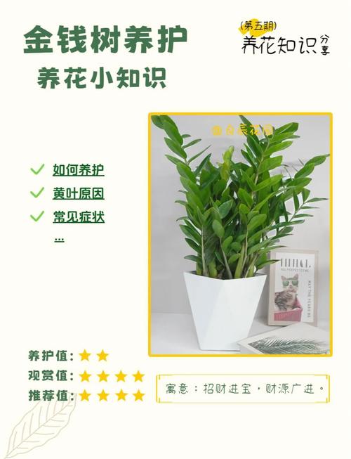 摇钱树怎么种？从选盆到养护的全面指南！