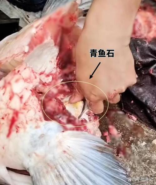 利齿青鱼长啥样？嘴巴是不是有很多牙齿？