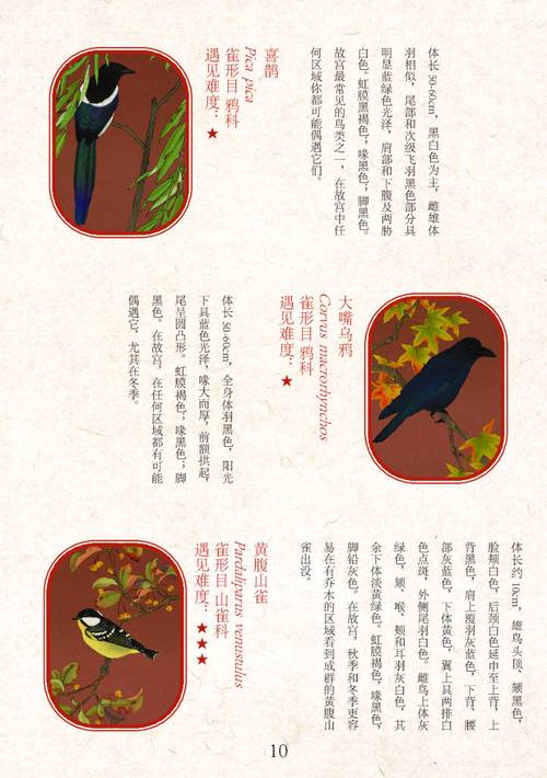翻羽的含义及文化象征：从古代到现代的演变