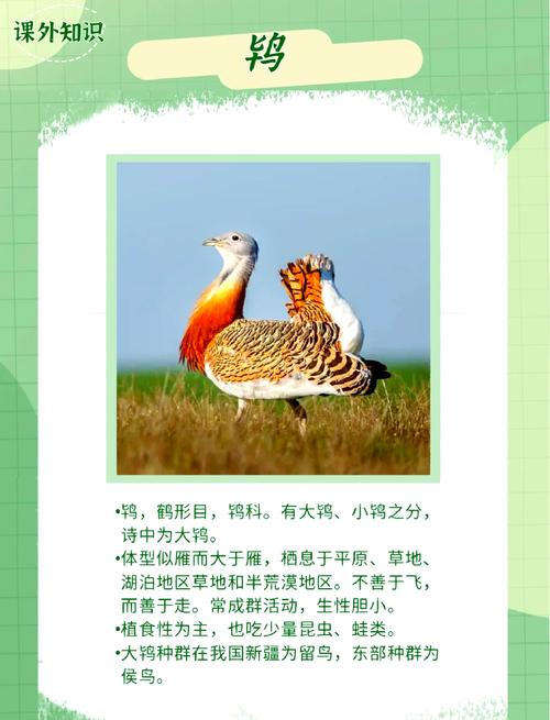 翻羽的含义及文化象征：从古代到现代的演变
