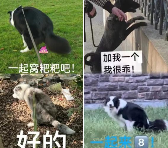 网红“宠物女”引热议，她们究竟在想什么？