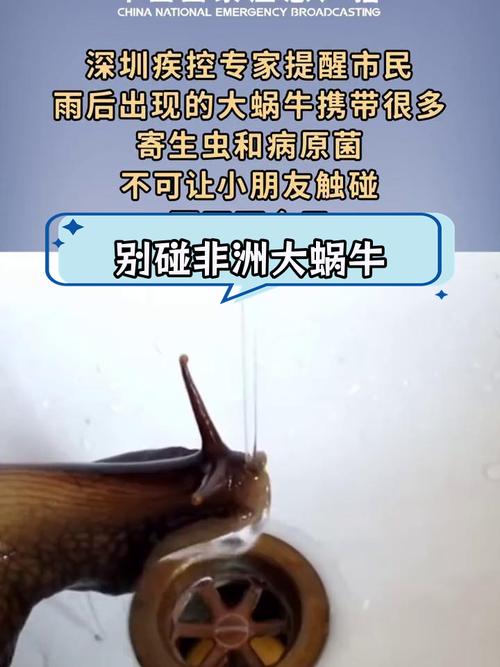 为什么雨后蜗牛都爬水泥墙？答案让你惊讶