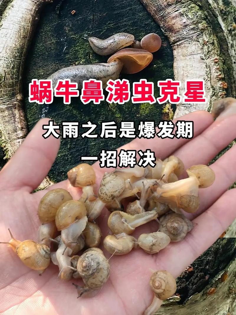 为什么雨后蜗牛都爬水泥墙？答案让你惊讶