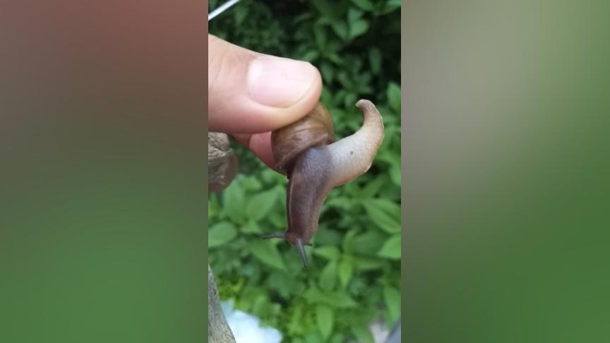 为什么雨后蜗牛都爬水泥墙？答案让你惊讶