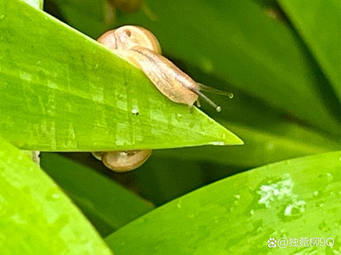 为什么雨后蜗牛都爬水泥墙？答案让你惊讶