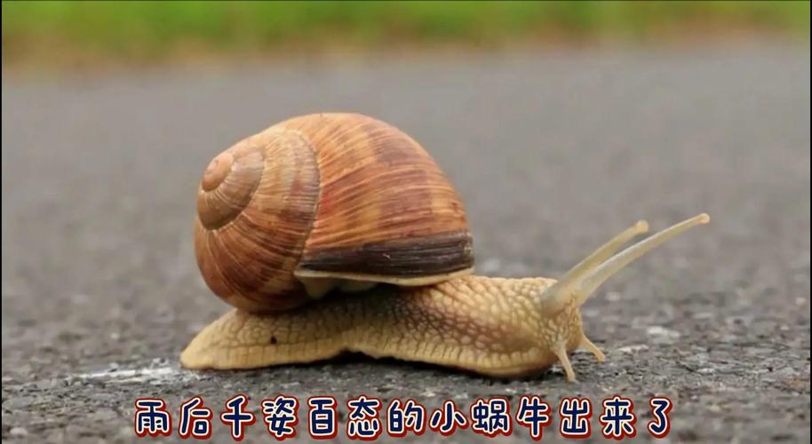 为什么雨后蜗牛都爬水泥墙？答案让你惊讶