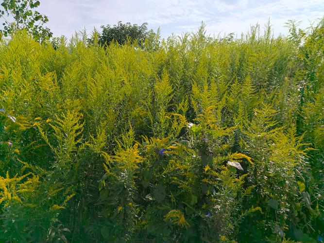 恶魔之花：加拿大一枝黄花危害有多大？