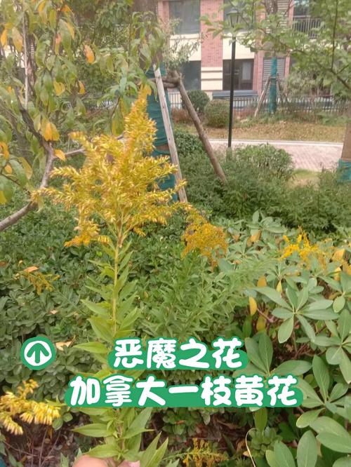 恶魔之花：加拿大一枝黄花危害有多大？