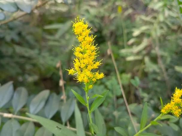 恶魔之花：加拿大一枝黄花危害有多大？