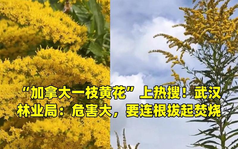 恶魔之花：加拿大一枝黄花危害有多大？