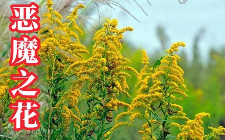 恶魔之花：加拿大一枝黄花危害有多大？