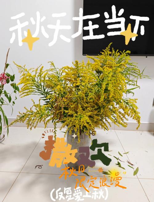 恶魔之花：加拿大一枝黄花危害有多大？
