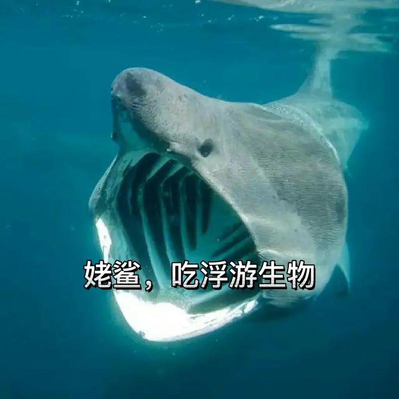 浮游生物2：从微小到伟大，称霸宇宙的冒险