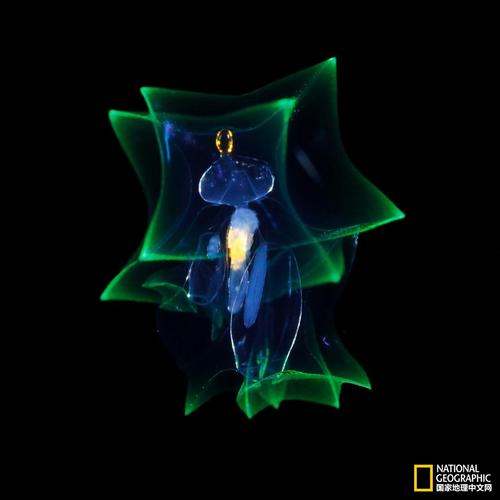 浮游生物2：从微小到伟大，称霸宇宙的冒险