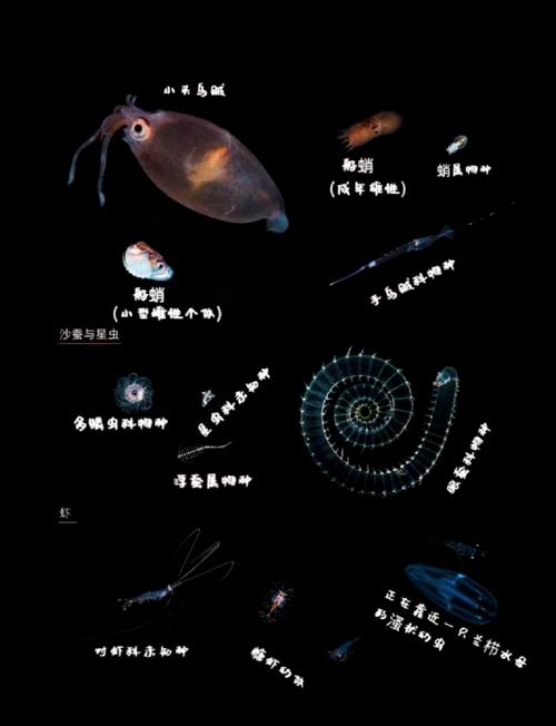 浮游生物2：从微小到伟大，称霸宇宙的冒险