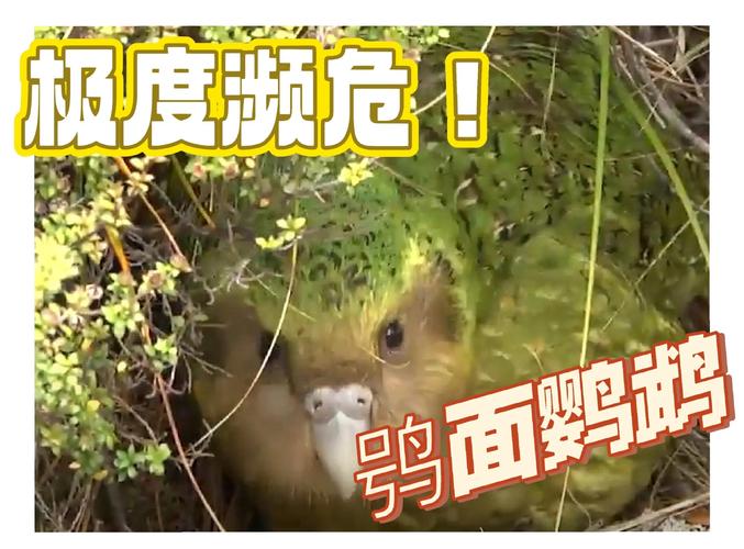 猫头鹰的困境与拯救：我们能做什么
