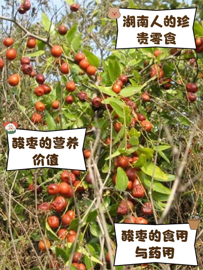 山楂木的药用价值及使用方法，看完你就懂了