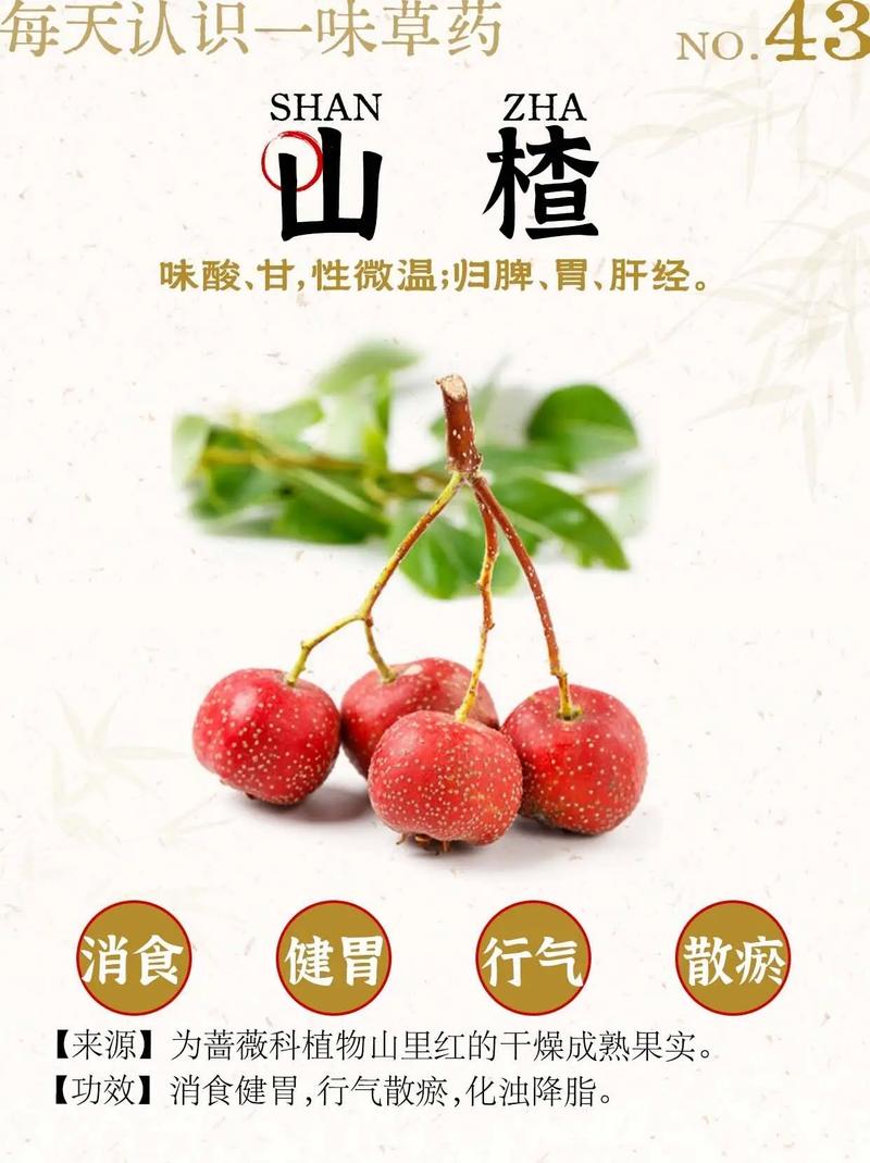 山楂木的药用价值及使用方法，看完你就懂了