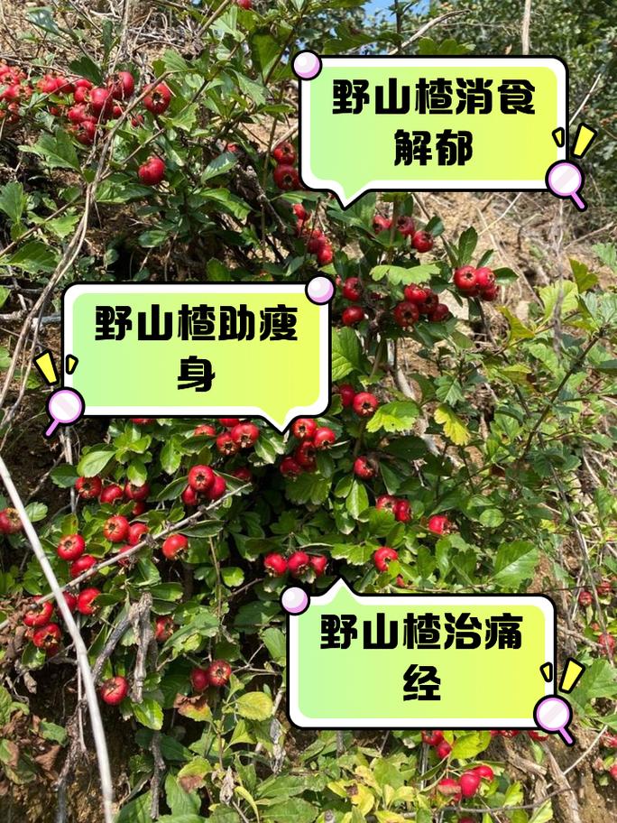 山楂木的药用价值及使用方法，看完你就懂了