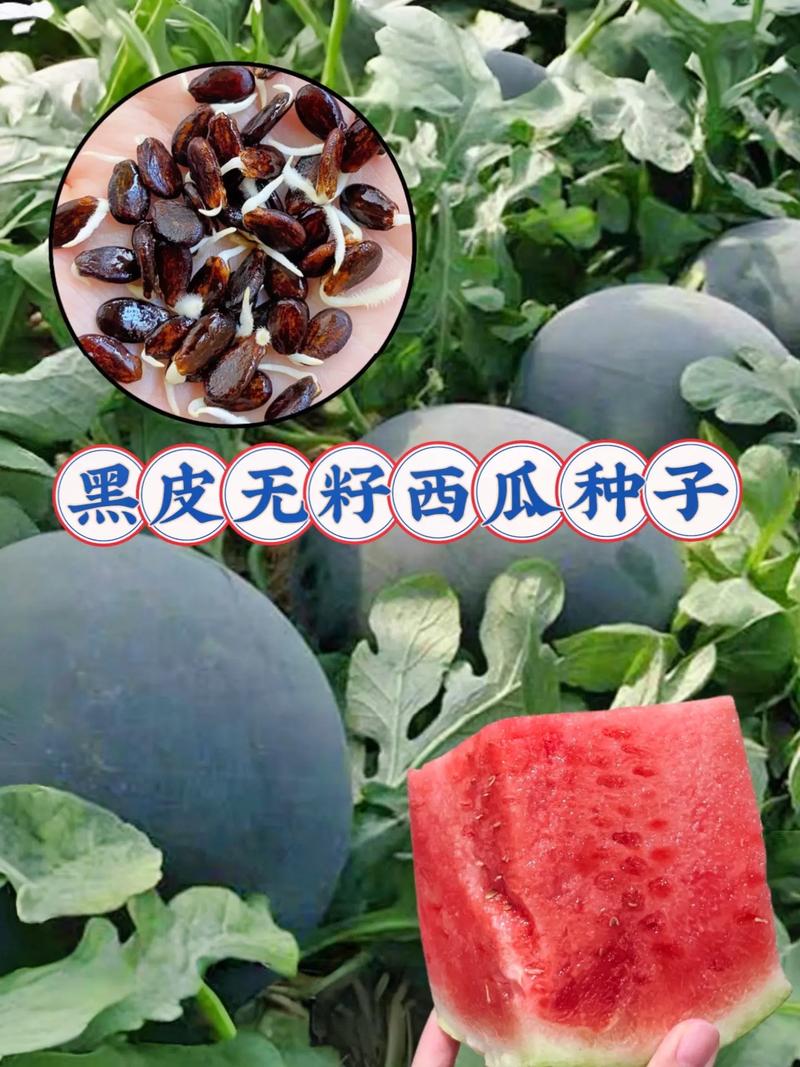 西瓜子是西瓜籽吗？那些嗑的瓜子是西瓜里的籽吗？