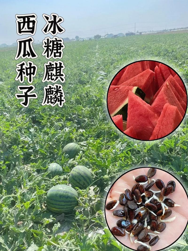 西瓜子是西瓜籽吗？那些嗑的瓜子是西瓜里的籽吗？