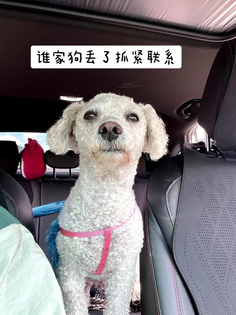 急坏了！狗子连喊带比划邀小伙伴出门玩耍